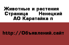  Животные и растения - Страница 10 . Ненецкий АО,Каратайка п.